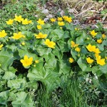 Caltha palustris - Záružlie močiarne IMG_8850