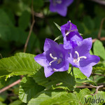 Campanula persicifolia - Zvonček broskyňolistý IMG_0713