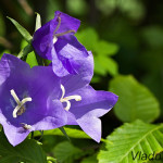 Campanula persicifolia - Zvonček broskyňolistý IMG_0714