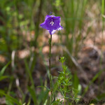 Campanula persicifolia - Zvonček broskyňolistý IMG_0717