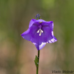 Campanula persicifolia - Zvonček broskyňolistý IMG_0718