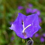 Campanula persicifolia - Zvonček broskyňolistý IMG_9098