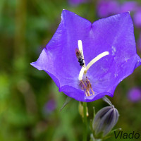 Campanula persicifolia - Zvonček broskyňolistý IMG_9099