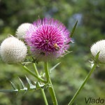 Cirsium eriophorum - Pichliač bielohlavý IMG_3900