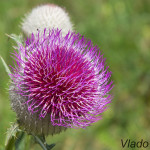 Cirsium eriophorum - Pichliač bielohlavý IMG_3901