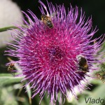 Cirsium eriophorum - Pichliač bielohlavý IMG_4569