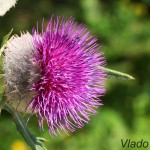 Cirsium eriophorum - Pichliač bielohlavý IMG_4586