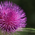 Cirsium eriophorum - Pichliač bielohlavý IMG_4587