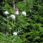 Cirsium eriophorum - Pichliač bielohlavý IMG_6254