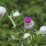 Cirsium eriophorum - Pichliač bielohlavý IMG_6256