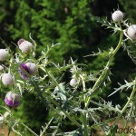 Cirsium eriophorum - Pichliač bielohlavý IMG_6298