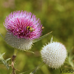 Cirsium eriophorum - Pichliač bielohlavý IMG_8799