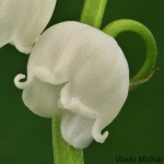 Convallaria majalis - Konvalinka voňavá 200423