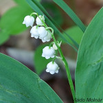 Convallaria majalis - Konvalinka voňavá IMG_3172m