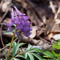 Corydalis solida cf - Chochlačka plná 224111