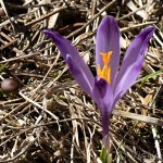 Crocus discolor - Šafran spišský 12-36-32