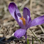 Crocus discolor - Šafran spišský 12-38-06