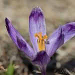 Crocus discolor - Šafran spišský 12-39-05