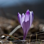 Crocus discolor - Šafran spišský 15-20-04