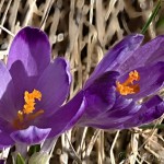 Crocus discolor - Šafran spišský 15-22-29