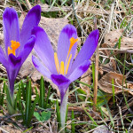 Crocus discolor - Šafran spišský 171213