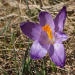 Crocus discolor - Šafran spišský 192443