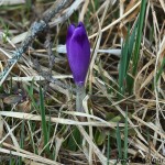 Crocus discolor - Šafran spišský 192805