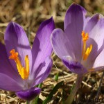 Crocus discolor - Šafran spišský 193450