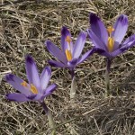 Crocus discolor - Šafran spišský 20-04-47