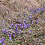 Crocus discolor - Šafran spišský 20-15-05