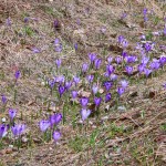 Crocus discolor - Šafran spišský 20-15-56