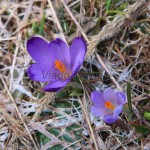 Crocus discolor - Šafran spišský 20-18-05