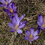 Crocus discolor - Šafran spišský 20-25-53