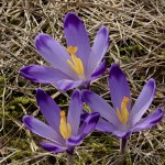 Crocus discolor - Šafran spišský 20-27-53