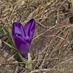 Crocus discolor - Šafran spišský 20-30-08