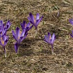 Crocus discolor - Šafran spišský 20-31-03