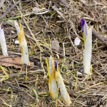 Crocus discolor - Šafran spišský 213944