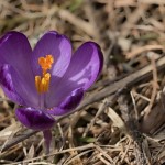 Crocus discolor - Šafran spišský 22-34-31