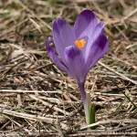 Crocus discolor - Šafran spišský 22-35-13