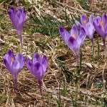 Crocus discolor - Šafran spišský 22-36-24