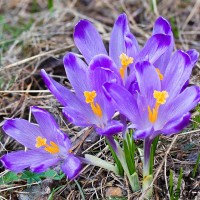 Crocus discolor - Šafran spišský 220313