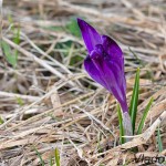 Crocus discolor - Šafran spišský 220955