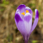 Crocus discolor - Šafran spišský IMG_0506