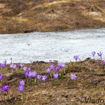 Crocus discolor - Šafran spišský IMG_1811