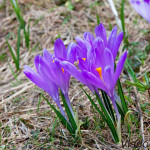 Crocus discolor - Šafran spišský IMG_1824