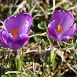 Crocus discolor - Šafran spišský IMG_3672