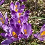 Crocus discolor - Šafran spišský IMG_3677