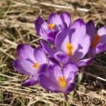 Crocus discolor - Šafran spišský IMG_3678