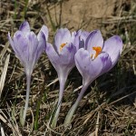 Crocus discolor - Šafran spišský IMG_3720