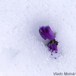 Crocus discolor - Šafran spišský IMG_5921